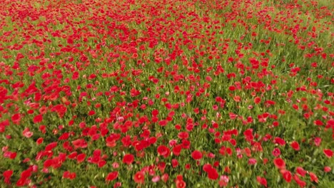Drone-shot-low-flight-over-a-field-of-poppy.-Turning-around-in-the-field.